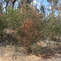Acacia pravissima (Wedge-leaved Wattle, Ovens Wattle) at Booth, ACT - 16 Nov 2024 by VanceLawrence