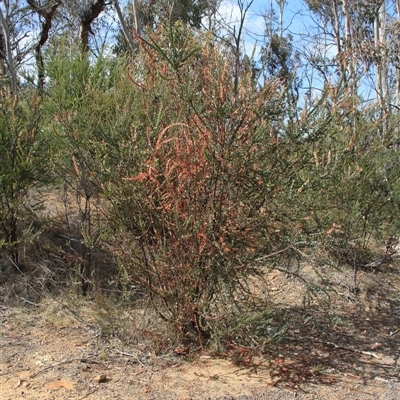 Acacia pravissima (Wedge-leaved Wattle, Ovens Wattle) at Booth, ACT - 16 Nov 2024 by VanceLawrence