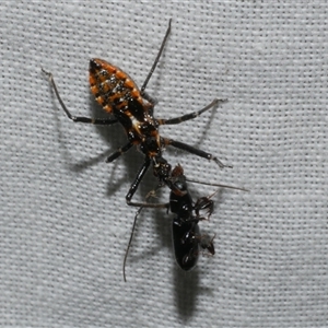 Reduviidae (family) at Freshwater Creek, VIC - 16 Nov 2024 11:48 PM