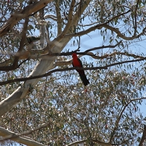 Alisterus scapularis at Rendezvous Creek, ACT - 16 Nov 2024