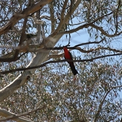 Alisterus scapularis at Rendezvous Creek, ACT - 16 Nov 2024