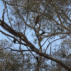 Alisterus scapularis at Rendezvous Creek, ACT - 16 Nov 2024