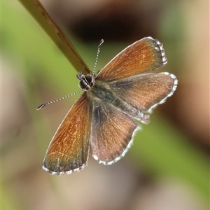 Neolucia agricola (Fringed Heath-blue) at Mongarlowe, NSW by LisaH