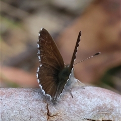 Neolucia agricola at Mongarlowe, NSW - suppressed