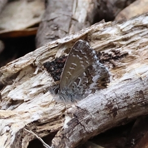 Neolucia agricola at Mongarlowe, NSW - suppressed