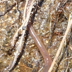 Oligochaeta (class) (Unidentified earthworm) at Rendezvous Creek, ACT - 16 Nov 2024 by JimL