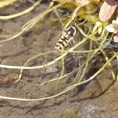 Simosyrphus grandicornis (Common hover fly) at Rendezvous Creek, ACT - 16 Nov 2024 by JimL