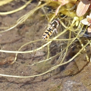 Simosyrphus grandicornis at Rendezvous Creek, ACT - 16 Nov 2024