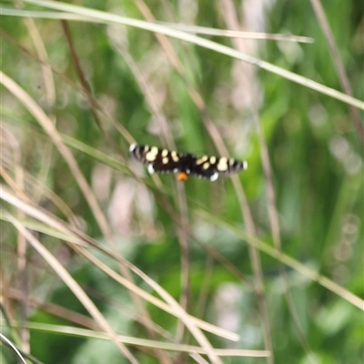 Phalaenoides tristifica (Willow-herb Day-moth) at Rendezvous Creek, ACT - 16 Nov 2024 by JimL