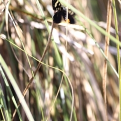 Phalaenoides tristifica at Rendezvous Creek, ACT - 16 Nov 2024