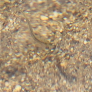 Galaxias olidus at Rendezvous Creek, ACT - 16 Nov 2024 11:54 AM