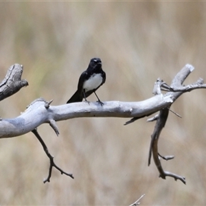 Rhipidura leucophrys at Rendezvous Creek, ACT - 16 Nov 2024