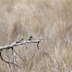 Rhipidura leucophrys at Rendezvous Creek, ACT - 16 Nov 2024