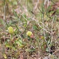 Hydrocotyle laxiflora (Stinking Pennywort) at Rendezvous Creek, ACT - 16 Nov 2024 by JimL