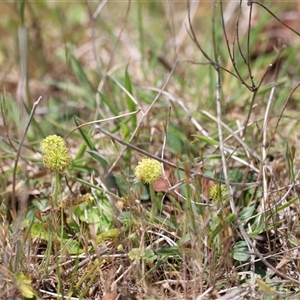 Hydrocotyle laxiflora at Rendezvous Creek, ACT - 16 Nov 2024