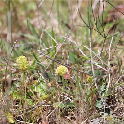 Hydrocotyle laxiflora (Stinking Pennywort) at Rendezvous Creek, ACT - 16 Nov 2024 by JimL