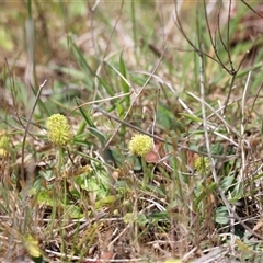 Hydrocotyle laxiflora at Rendezvous Creek, ACT - 16 Nov 2024