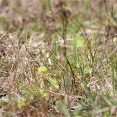 Hydrocotyle laxiflora at Rendezvous Creek, ACT - 16 Nov 2024