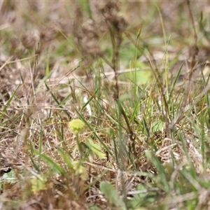 Hydrocotyle laxiflora at Rendezvous Creek, ACT - 16 Nov 2024