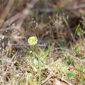 Hydrocotyle laxiflora at Rendezvous Creek, ACT - 16 Nov 2024