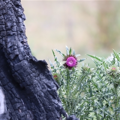 Carduus nutans (Nodding Thistle) at Rendezvous Creek, ACT - 16 Nov 2024 by JimL