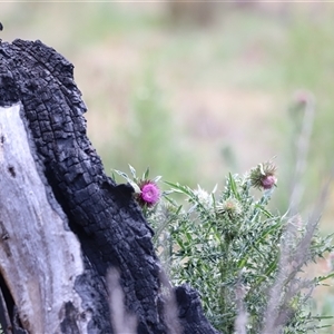 Carduus nutans at Rendezvous Creek, ACT - 16 Nov 2024 01:12 PM