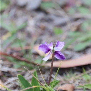 Viola betonicifolia subsp. betonicifolia at Rendezvous Creek, ACT - 16 Nov 2024