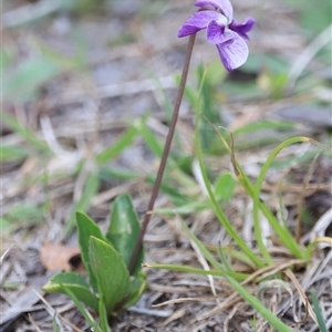 Viola betonicifolia subsp. betonicifolia at Rendezvous Creek, ACT - 16 Nov 2024