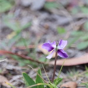 Viola betonicifolia subsp. betonicifolia at Rendezvous Creek, ACT - 16 Nov 2024