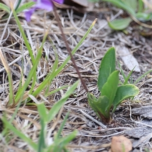 Viola betonicifolia subsp. betonicifolia at Rendezvous Creek, ACT - 16 Nov 2024