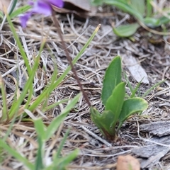 Viola betonicifolia subsp. betonicifolia at Rendezvous Creek, ACT - 16 Nov 2024