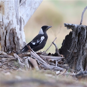 Gymnorhina tibicen at Rendezvous Creek, ACT - 16 Nov 2024