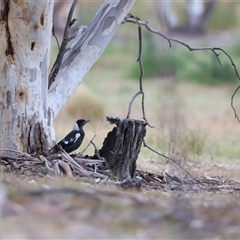 Gymnorhina tibicen at Rendezvous Creek, ACT - 16 Nov 2024 01:25 PM