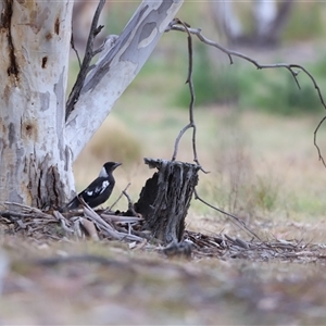 Gymnorhina tibicen at Rendezvous Creek, ACT - 16 Nov 2024