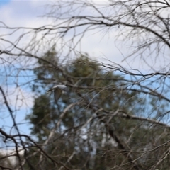 Coracina novaehollandiae at Rendezvous Creek, ACT - 16 Nov 2024