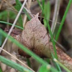 Tortricopsis semijunctella (A Concealer moth (Wingia group)) at Mongarlowe, NSW - 16 Nov 2024 by LisaH