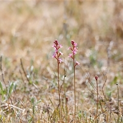 Stylidium sp. (Trigger Plant) at Rendezvous Creek, ACT - 16 Nov 2024 by JimL