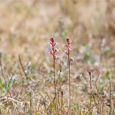 Stylidium sp. (Trigger Plant) at Rendezvous Creek, ACT - 16 Nov 2024 by JimL