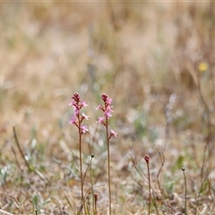 Stylidium sp. at Rendezvous Creek, ACT - 16 Nov 2024