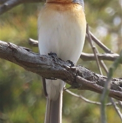 Myiagra rubecula (Leaden Flycatcher) at Bowning, NSW - 15 Nov 2024 by RobParnell