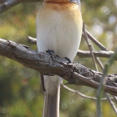 Myiagra rubecula (Leaden Flycatcher) at Bowning, NSW - 15 Nov 2024 by RobParnell