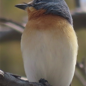 Myiagra rubecula at Bowning, NSW - 15 Nov 2024 10:26 AM