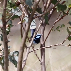 Malurus cyaneus (Superb Fairywren) at Rendezvous Creek, ACT - 16 Nov 2024 by JimL