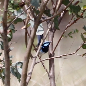 Malurus cyaneus (Superb Fairywren) at Rendezvous Creek, ACT by JimL