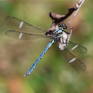 Diphlebia lestoides (Whitewater Rockmaster) at Mongarlowe, NSW by LisaH