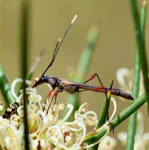 Enchoptera apicalis at Mongarlowe, NSW - suppressed