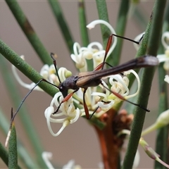 Enchoptera apicalis at Mongarlowe, NSW - 16 Nov 2024