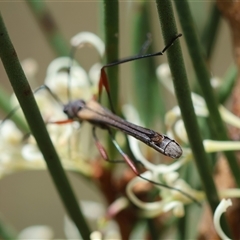 Enchoptera apicalis at Mongarlowe, NSW - suppressed