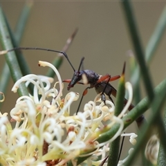 Enchoptera apicalis at Mongarlowe, NSW - 16 Nov 2024