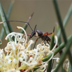 Enchoptera apicalis at Mongarlowe, NSW - suppressed